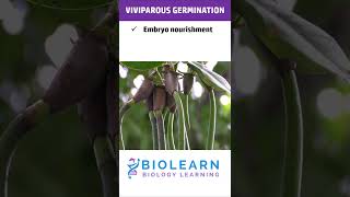 VIVIPAROUS GERMINATION  TYPES OF GERMINATION  BioLearn [upl. by Dorrie]