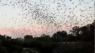 Millions of Bats Emerging Out of a Cave [upl. by Renee]