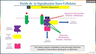 Leçon 9  Outils de la signalisation Intracellulaire 2  Protéines Adaptatrices [upl. by Enilrac]