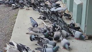 Turtle Doves aka Pigeon feeding time at Oakleigh Station Melbourne Australia 4K [upl. by Aridaj]