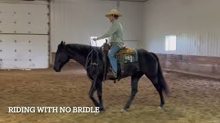 BS Wranglin Freecash  Available at EquineAuctioncom [upl. by Almond]