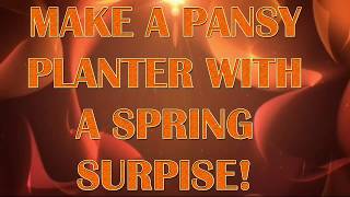 How to Plant a Pansy Planter with a Spring Surprise [upl. by Sileas]