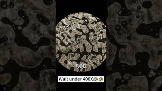 Foundation under 400X magnification is super coolunderthemicroscope microscope science [upl. by Akram]