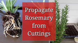 Propagate Rosemary from Cuttings [upl. by Ethelin596]