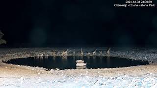 Okaukuejo Resort Wildlife Waterhole Live camera stream in the Etosha National Park in Namibia [upl. by Jamnes]