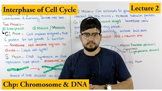 Interphase  Cell Cycle  Lecture 2 [upl. by Ainoloppa355]