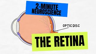 2Minute Neuroscience The Retina [upl. by Yasui]