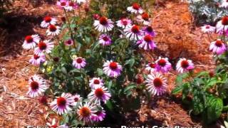 Echinacea purpurea  Purple Coneflower [upl. by Aryc]