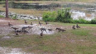 Sandhill Cranes vs Canadian Geese [upl. by Xineohp591]