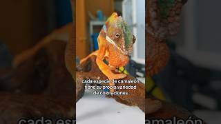 Los camaleones cambian de color camaleón camaleones chameleon reptiles [upl. by Mayes]