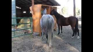 Automatic feeder in hay shed [upl. by Sacrod]