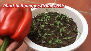 How to grow bell peppers at home [upl. by Amleht]