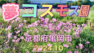 【4K】夢コスモス園 2024 京都府亀岡市 800万本のコスモスamp創作かかし 202410 [upl. by Boffa]