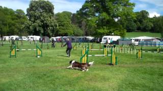 Dog Agility Competition Scone Perth Perthshire Scotland [upl. by Amlus937]