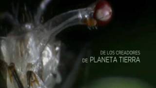 Trailer  VIDA  Discovery Latinoamérica [upl. by Asaph]