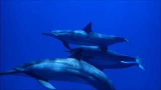 Accouplement de dauphins Mayotte  Dolphins mating [upl. by Abell]