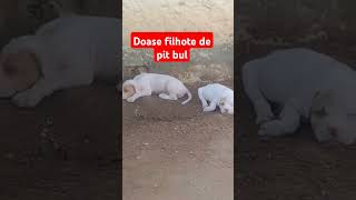 Filhote de Pitbull pra doar [upl. by Trebla625]