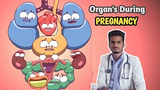 Organs during Pregnancy Period Pregnancy ke douran baaki organs haal pregnancy reproduction [upl. by Enyrhtak]