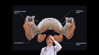 Parotid gland anatomy  Parotid Region  Parotid gland biopsy  Parotid gland ducts [upl. by Burne]