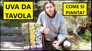 Come piantare la VITE DA UVA da tavola con le BARBATELLE  Tutorial Agricoltura [upl. by Brenn]