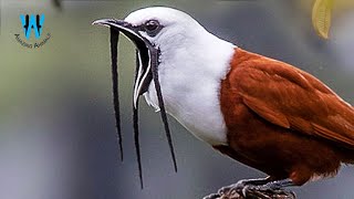 Meet One Of The Loudest Birds In The World Threewattled Bellbird [upl. by Enifesoj]