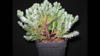 Bonsai Training Guide for Juniperus squamata [upl. by Sarine]