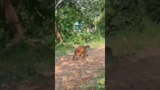 Monkey in the Rural Areareels nature monkey gorilla tour viralvideo viralshorts animals usa [upl. by Anaujait]