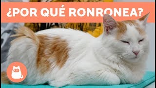 Por qué ronronean los gatos  CONSEJOS PARA GATOS [upl. by Jaehne566]