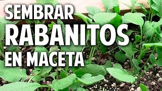 Como sembrar rabanitos en maceta Parte 1  Trucos cosasdeljardin [upl. by Edialeda]