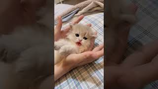 Cute Kitten❤️Niedliches Kätzchen❤️Gattino Adorabile❤️Милый Котёнок❤️かわいい子猫 Kawaii Koneko [upl. by Noach]