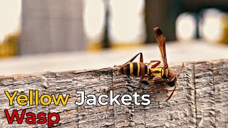 Yellow Jackets Wasp [upl. by Yarb]