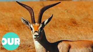 The Antelopes That Inhabit The Great Hunting Grounds Of Africa  Our World [upl. by Naicad93]