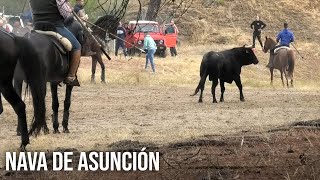 Nava de Asunción 2024 Encierro Mixto [upl. by Canning]