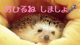 【安眠】つゆをながめて眠くなる動画 Take nap with Tsuyu [upl. by Englis]