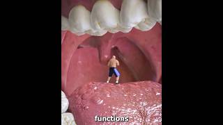 Why is it like this under the tongue shortvideos facts amazingfacts [upl. by Bolling363]