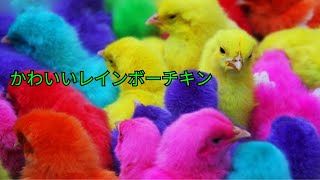 とってもかわいい‼️隠れたレインボーチキンを見つける🐥🐤🐣 003 [upl. by Ennazzus]