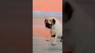 pugg explore pets puggles doglover pugspugspugs funny [upl. by Tania]