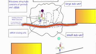 Translation  Ribosome Structure IB Biology [upl. by Fayola173]