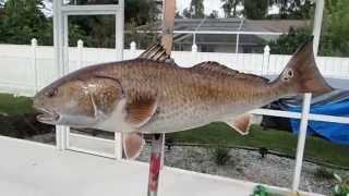 40quot Redfish Fish Mount [upl. by Harak]