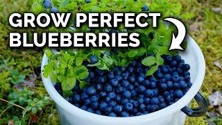 Grow Blueberries In Containers the RIGHT Way [upl. by Seena]