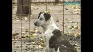 Azil quotRiskaquot Beograd  Animal shelter quotRiskaquot Belgrade [upl. by Horst628]