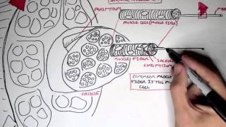 Myology  Skeletal Muscle Structure [upl. by Euh983]