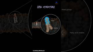 Lipid Structure Phosphate Fatty Acid amp cellular membrane  cytology [upl. by Felicio]