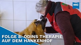 Schwerer Gehfehler nach Sturz in der Hundeschule  Neues von Carmen Hanken [upl. by Cinimmod]