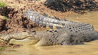 Up close with Crocs  Corroboree Billabong  NT [upl. by Enelav]