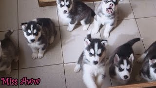 Cute Husky Puppies First Time Howling And Barking [upl. by Vigor962]