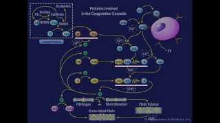 The Coagulation Cascade [upl. by Ledba]