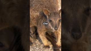 Kangaroo VS Wallaby Marsupial Mayhem …who wins  Comment below and subscribe 🔔ai wildlife [upl. by Nossila]