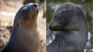 Sea Lion amp Fur Seal  The Differences [upl. by Hendricks]