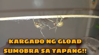 PAG MAY GLOAD HINDI AAYAW ANG GAGAMBA  SOBRANG TAPANG NA GAGAMBA [upl. by Attenehs588]